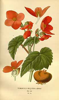 B. ‘Tuberhybrida cv.’